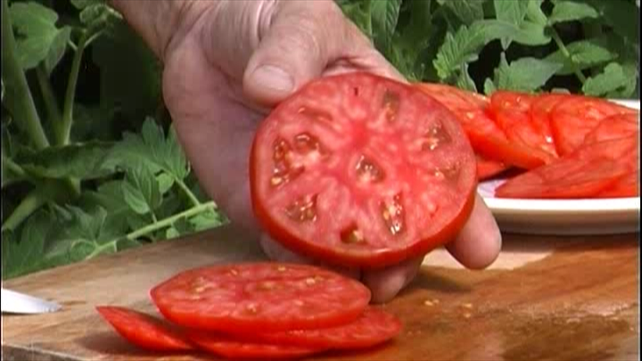 gourmet tomato