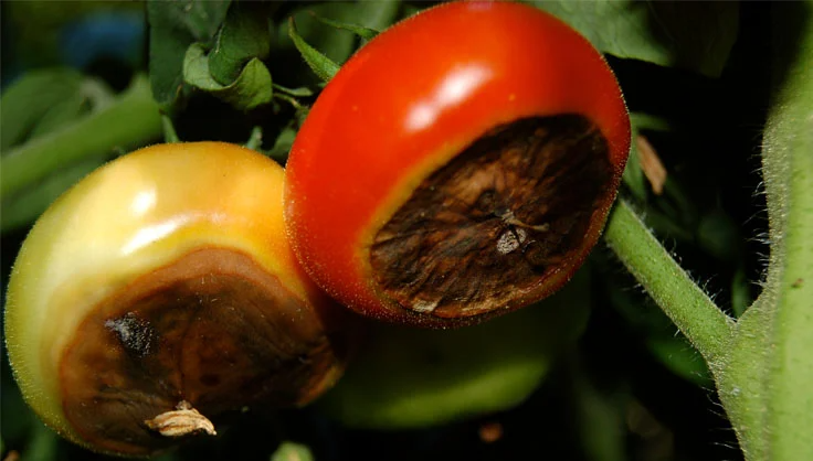 Calcium for preventing Blossom-end rot in tomatoes.